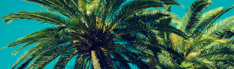 Palm trees against the blue sky. Nature background. Horizontal banner