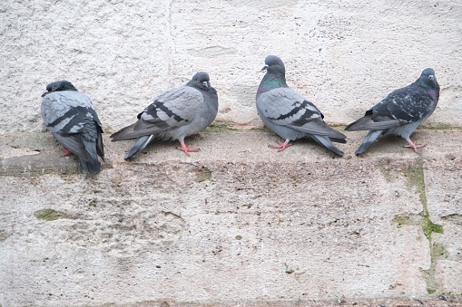 black pigeons are resting by the wall