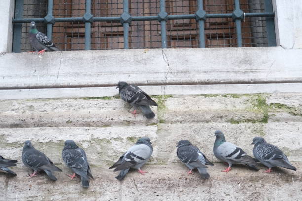 black pigeons are resting by the wall