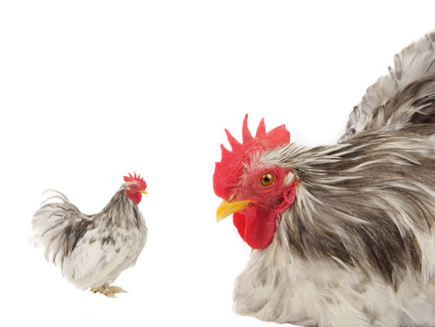 istock gray rooster isolated on white background 2148428010