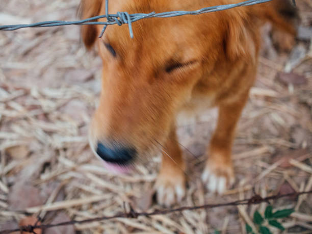 istock cute homeless dog 2148429167