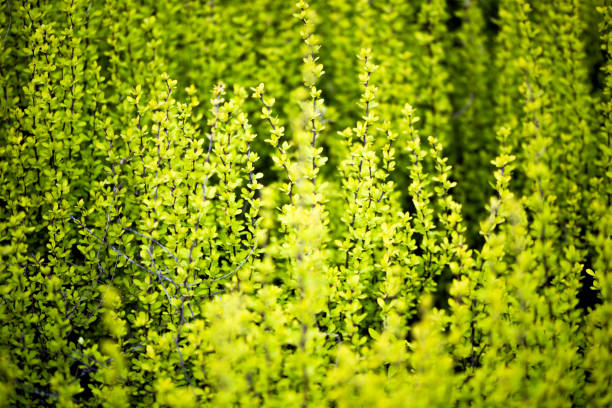 Berberys Thunberga 'Aurea' is a deciduous, dense, thorny shrub with an upright shape and golden yellow leaves that turn red and orange-red in autumn and fall off in winter.