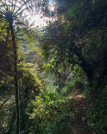 Sumatera tropical rainforest stock photo