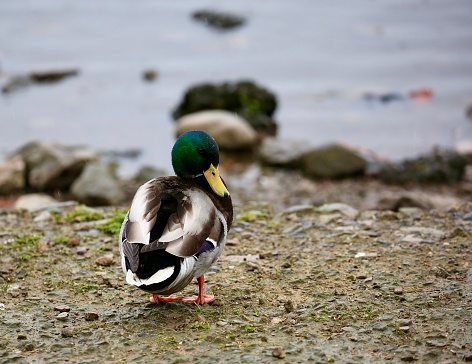 Closeup of a male mallard duck by a lake in spring