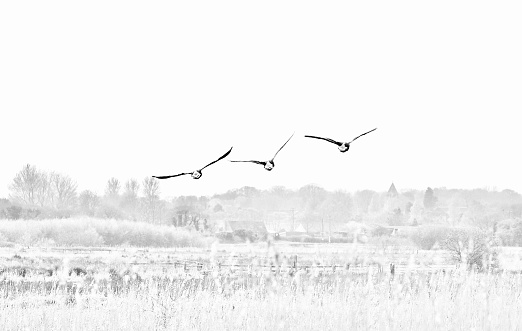 Black and white high key image of canada geese in flight rear view