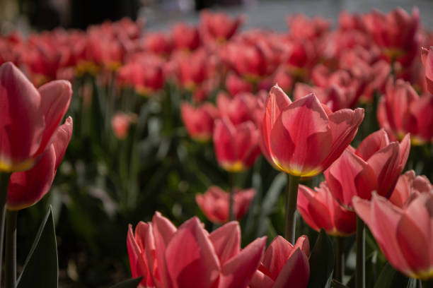 Kyiv, Ukraine. April 11, 2024. April this year is very hot, and colorful tulips bloomed in the city center. incredible views open in the center. a real blooming early spring.