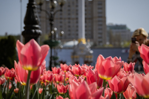 Kyiv, Ukraine. April 11, 2024. April this year is very hot, and colorful tulips bloomed in the city center. incredible views open in the center. a real blooming early spring.