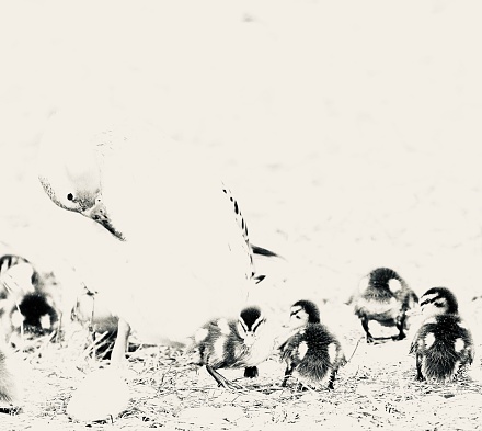 Black and white high key image of mallard ducklings with mother
