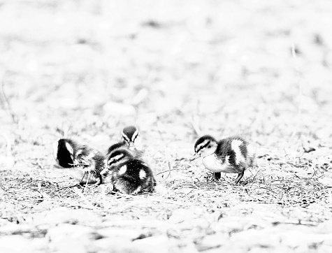 Black and white high key image of mallard ducklings