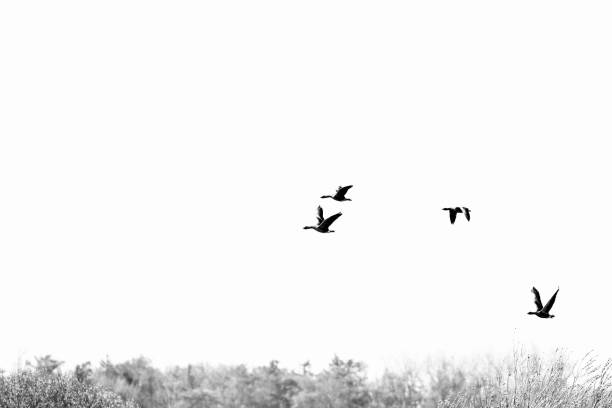 Black and white high key image of greylag geese in flight