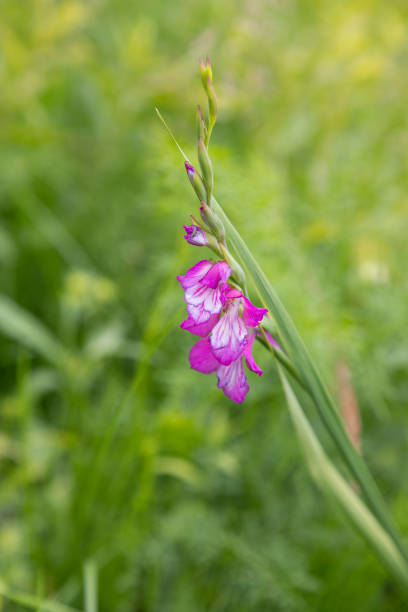 Gladiolus communis ssp.Selective focus on the vibrant pink color of the Byzantinus gladiolus. Early blossoms on a flower bed in southwestern British Columbia, Canada.