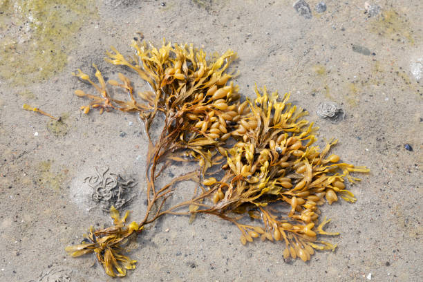 istock Seaweed Fucus vesiculosus close up 2148431850