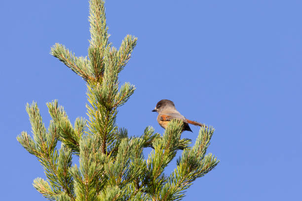 istock Siberian jay sitting on a pine branch 2148431878