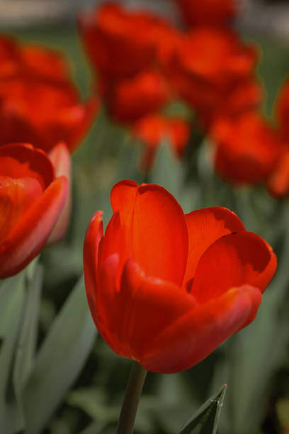 Kyiv, Ukraine. April 11, 2024. April this year is very hot, and colorful tulips bloomed in the city center. incredible views open in the center. a real blooming early spring.