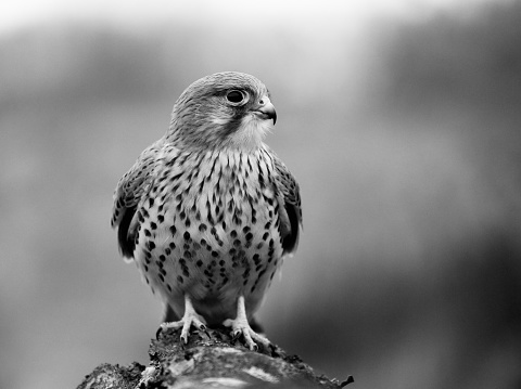 Black and white image of a male kestrel perched