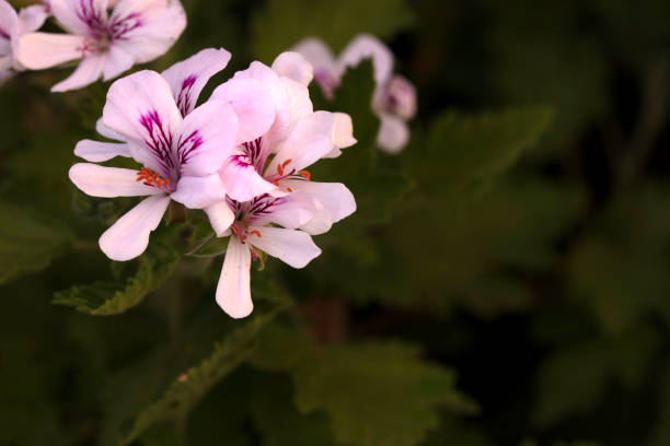 istock citronella flower on green 2148433211