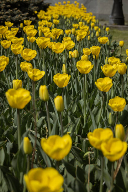 istock incredible views open in the center. a real blooming early spring. 2148433566