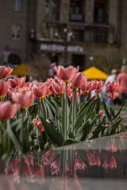 istock incredible views open in the center. a real blooming early spring. 2148433572