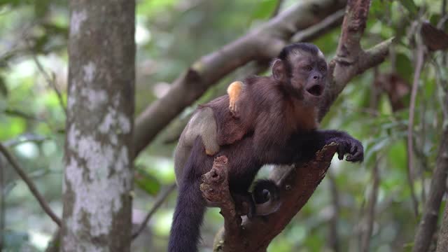 Wildlife: monkey, mother with her baby in Leticia, Amazonas, Colombi