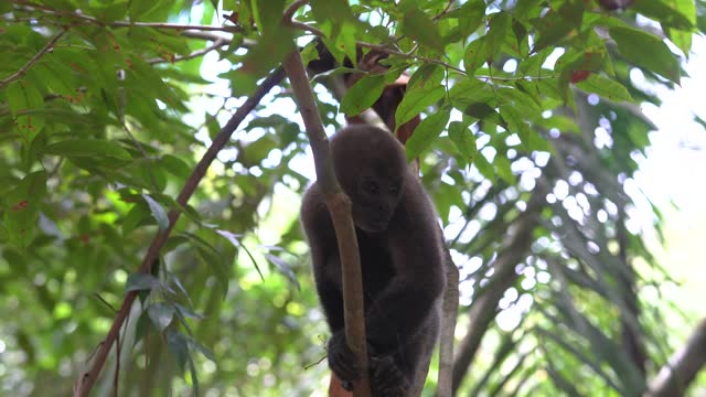 Wildlife: Churuco Monkey in Leticia, Amazonas, Colombia