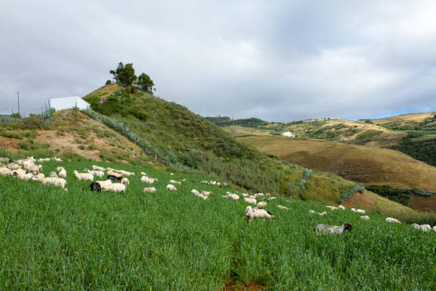 istock Sheep cattle grazing in Caideros in Gran Canaria 2148434858