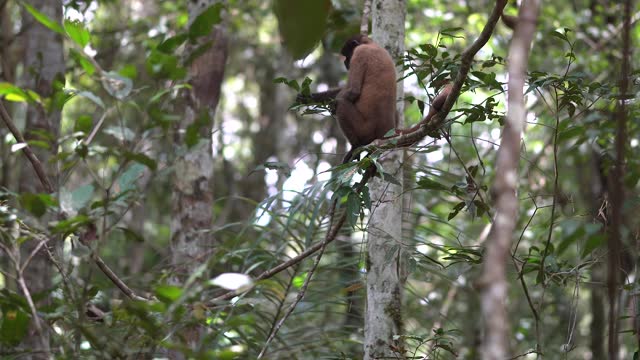 Wildlife: Churuco Monkey in Leticia, Amazonas, Colombia