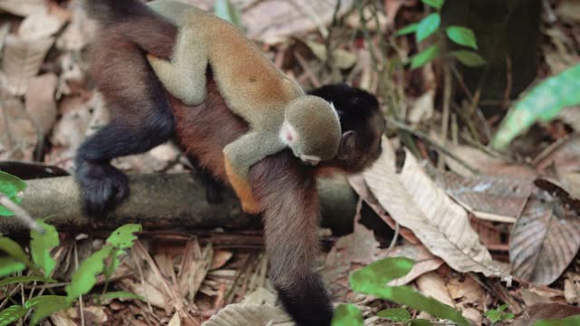 Wildlife: monkey, mother with her baby in Leticia, Amazonas, Colombi