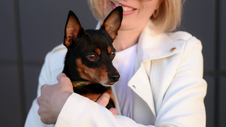 Woman holds smooth-haired Russian toy terrier dog, adopted from shelter, in her arms and hugs it tightly, close-up. Concept of helping homeless animals, animal rescue, dog adoption, volunteering