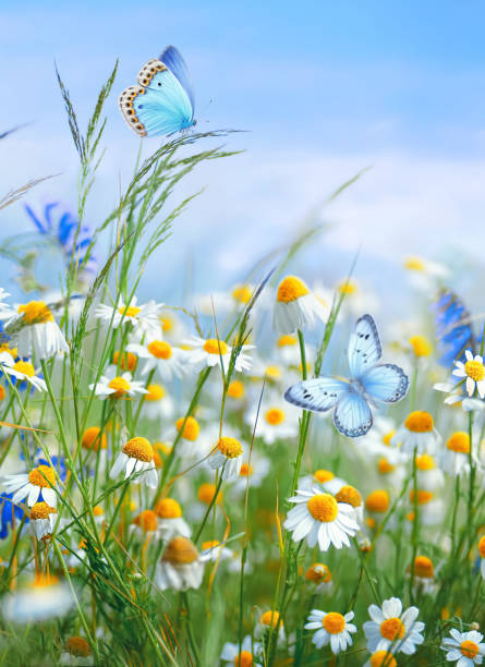 istock Beautiful bright spring background image with blooming daisies and butterflies. 2148435840