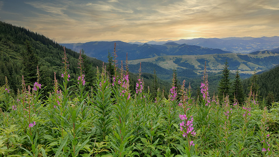 Blooming willow herbs on mountains meadow. Summer sunset time, golden hour. Nature of Ukraine. Panoramic wallpaper.