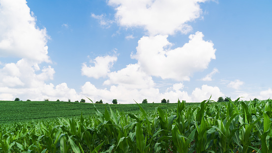 Beautiful natural summer rural landscape background. Green spring corn field. Blue sky with clouds. Record expensive prices for food, global crisis concept. Copy space. Close up background.