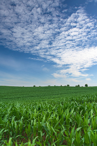 Beautiful natural summer rural landscape background. Green spring corn field. Blue sky with clouds. Record expensive prices for food, global crisis concept. Copy space. Close up wallpaper.