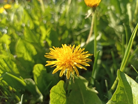 Taraxacum officinale, the dandelion or common dandelion, is a flowering herbaceous perennial plant of the dandelion genus in the family Asteraceae