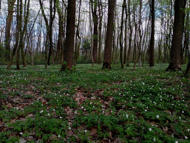 istock A beautiful forest landscape with trees and many flowers that bloomed in the spring and filled the entire space of the forest. The white bloom of anemones covered the ground in the forest. Spring backgrounds and textures. 2148437134