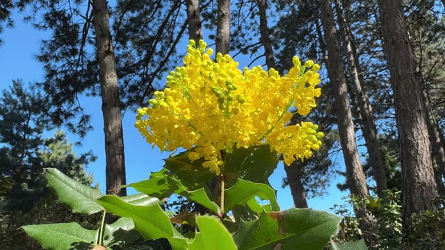 Yellow blossom Oregon grape Mahonia aquifolium plant in the park.