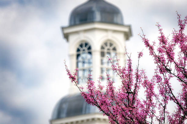 Blossoms at the Palace Trees in bloom as springtime comes to Colonial Williamsburg, Virginia. governor's palace williamsburg stock pictures, royalty-free photos & images