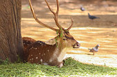 Deer resting in the rani baug zoo in mumbai