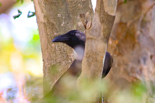 Black crow resting on the tree branch