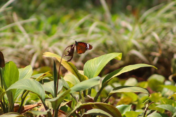Butterfly sitting on the leaves on green grass background