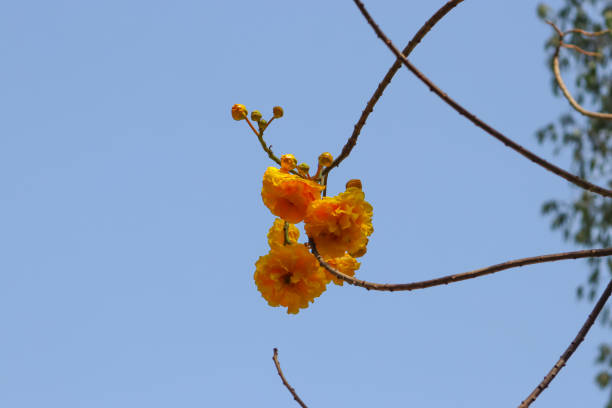 Supanika yellow flower hanging on the tree with blue sky