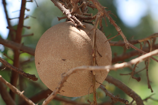 Cannonball tree plant closeup on the branch