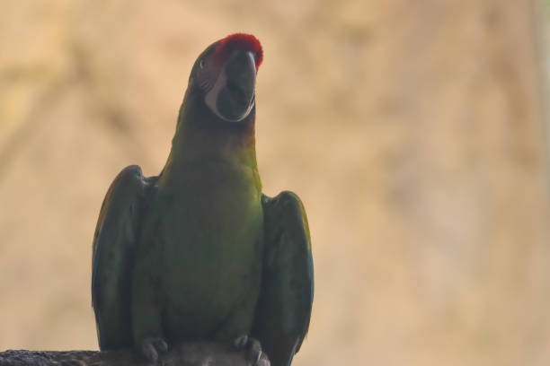 Parrot bird sitting on the branch at the evening time