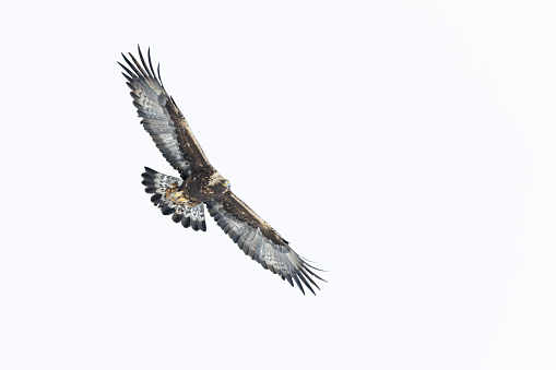 Large eagle flying with spread wings in front of a white background.
