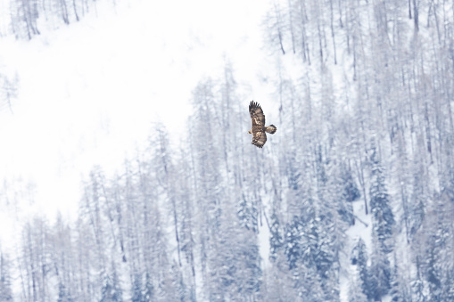 Large brown eagle flying seen from above with snow and trees in the background.