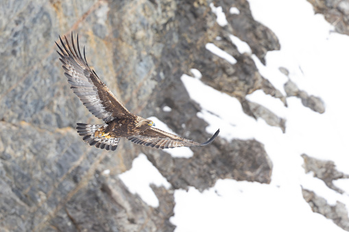 Large brown eagle flying in of snow and rocks of the mountains in the background.