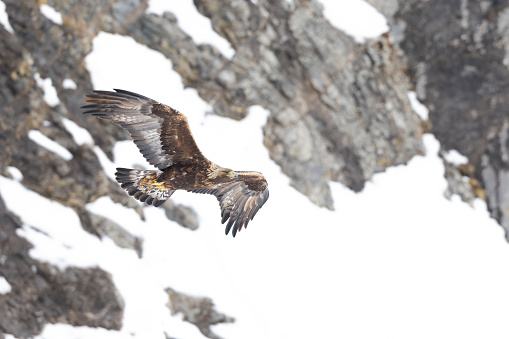 Large brown eagle flying in of snow and rocks of the mountains in the background.