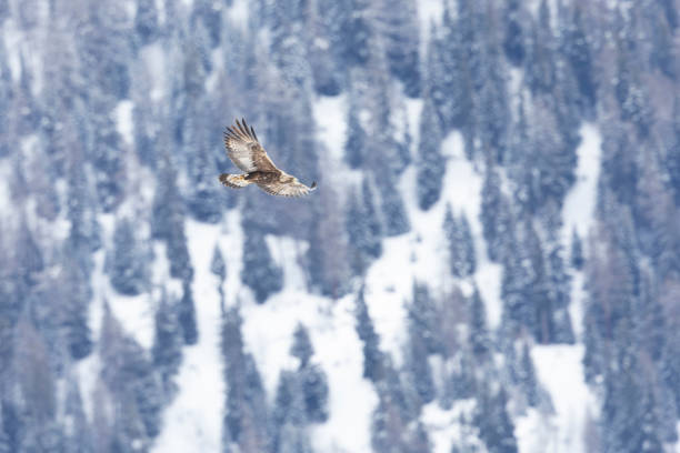istock Golden eagle soaring above snow and trees in the background. 2148438959