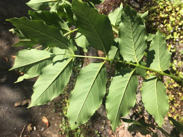 istock Manna ash - underside of leaves 2148439789