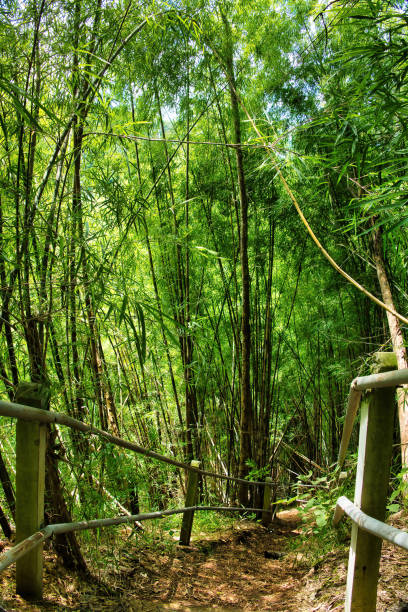 istock Steep track through a bamboo forest , Nam Nao Canyon, Phetchabun, Thailand 2148439829