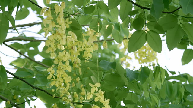 Swaying gently as the breeze blows the leaves and the yellow flowers of a golden tree shower, Cassia fistula, the national tree and flower of Thailand.